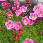 Камнеломка: декорируем сад цветущим ковром