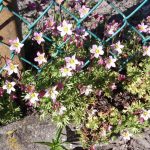 Камнеломка: декорируем сад цветущим ковром