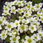 Камнеломка: декорируем сад цветущим ковром