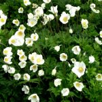 Камнеломка: декорируем сад цветущим ковром