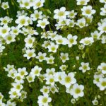 Камнеломка: декорируем сад цветущим ковром