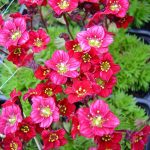 Камнеломка: декорируем сад цветущим ковром