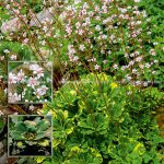 Камнеломка: декорируем сад цветущим ковром