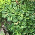 Камнеломка: декорируем сад цветущим ковром