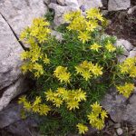 Камнеломка: декорируем сад цветущим ковром