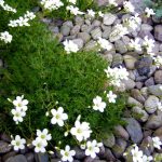 Камнеломка: декорируем сад цветущим ковром