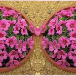 Камнеломка: декорируем сад цветущим ковром