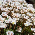 Камнеломка: декорируем сад цветущим ковром