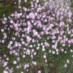 Камнеломка: декорируем сад цветущим ковром