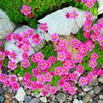 Камнеломка: декорируем сад цветущим ковром