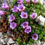 Камнеломка: декорируем сад цветущим ковром