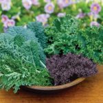 Капуста «Кале»: описание, сорта и правила выращивания