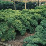 Капуста «Кале»: описание, сорта и правила выращивания