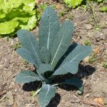 Капуста «Кале»: описание, сорта и правила выращивания