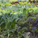 Капуста «Кале»: описание, сорта и правила выращивания