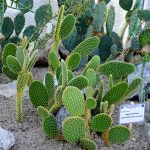 Комнатные кактусы: виды, названия и фотографии