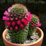 Комнатные кактусы: виды, названия и фотографии