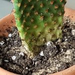 Комнатные кактусы: виды, названия и фотографии