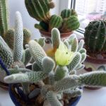 Комнатные кактусы: виды, названия и фотографии
