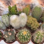 Комнатные кактусы: виды, названия и фотографии