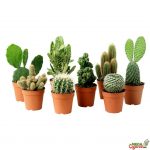 Комнатные кактусы: виды, названия и фотографии