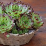 Комнатные кактусы: виды, названия и фотографии