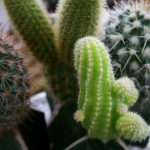 Комнатные кактусы: виды, названия и фотографии