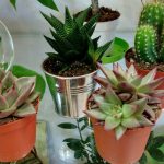 Комнатные кактусы: виды, названия и фотографии