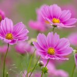Космея: природный магнетизм разноцветных ромашек