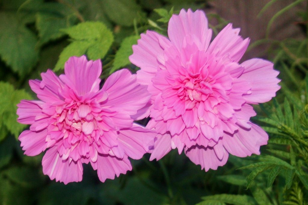 Космея махровая - описание и фото прекрасного цветка