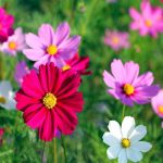 Космея: природный магнетизм разноцветных ромашек