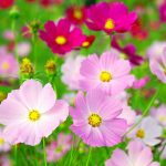 Космея: природный магнетизм разноцветных ромашек