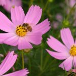 Космея: природный магнетизм разноцветных ромашек