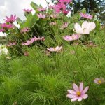 Космея: природный магнетизм разноцветных ромашек