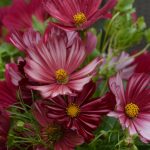 Космея: природный магнетизм разноцветных ромашек