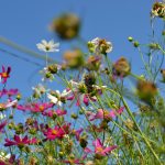 Космея: природный магнетизм разноцветных ромашек