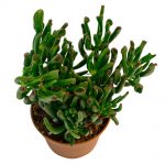 Крассула: описание видов и рекомендации по уходу в домашних условиях