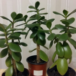 Крассула: описание видов и рекомендации по уходу в домашних условиях