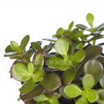 Крассула: описание видов и рекомендации по уходу в домашних условиях