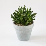 Крассула: описание видов и рекомендации по уходу в домашних условиях