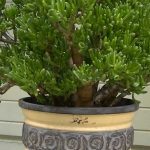 Крассула: описание видов и рекомендации по уходу в домашних условиях