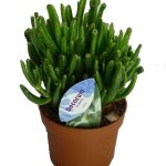 Крассула: описание видов и рекомендации по уходу в домашних условиях