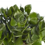 Крассула: описание видов и рекомендации по уходу в домашних условиях