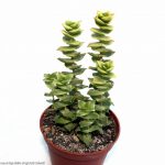 Крассула: описание видов и рекомендации по уходу в домашних условиях