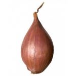 Лук-шалот: выбор сорта и правила выращивания