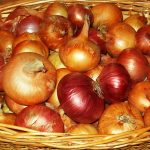 Лук-шалот: выбор сорта и правила выращивания