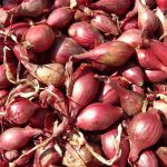 Лук-шалот: выбор сорта и правила выращивания