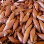 Лук-шалот: выбор сорта и правила выращивания