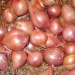 Лук-шалот: выбор сорта и правила выращивания