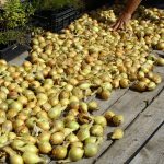 Лук-шалот: выбор сорта и правила выращивания